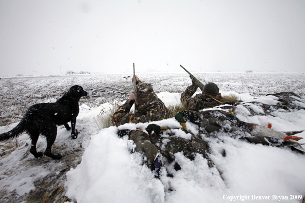 Waterfowl hunters aiming guns.