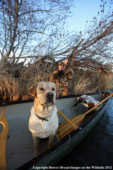 Duck hunter with yellow labrador retriever in canoe. 