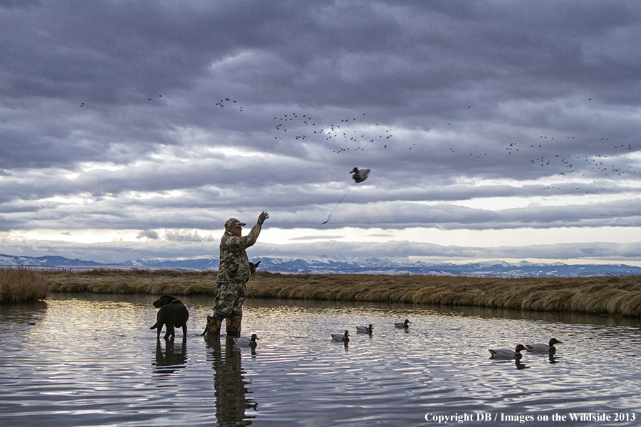 Waterfowl hunter setting decoys with black labrador retriever.