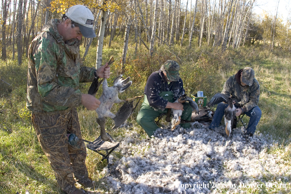 Goose hunters cleaning geese.