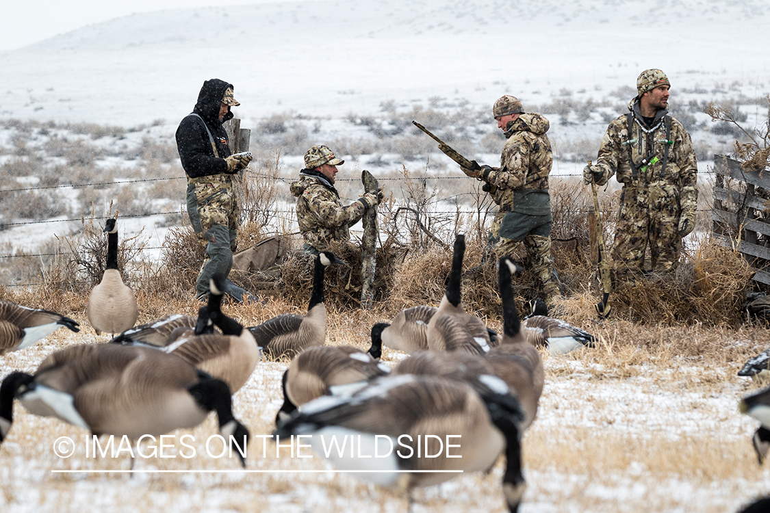 Hunters in field with Canada geese decoys. 