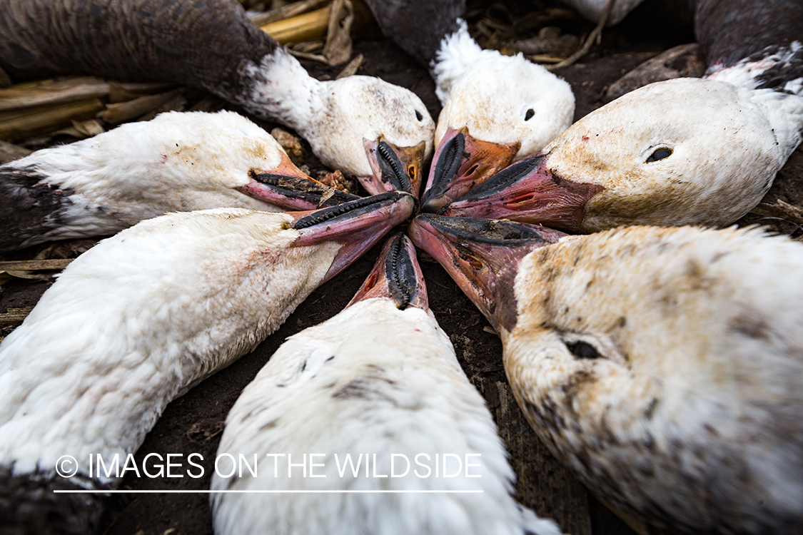 Bagged snow geese.