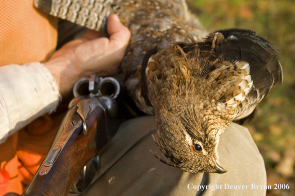 Upland bird hunter with bagged grouse.