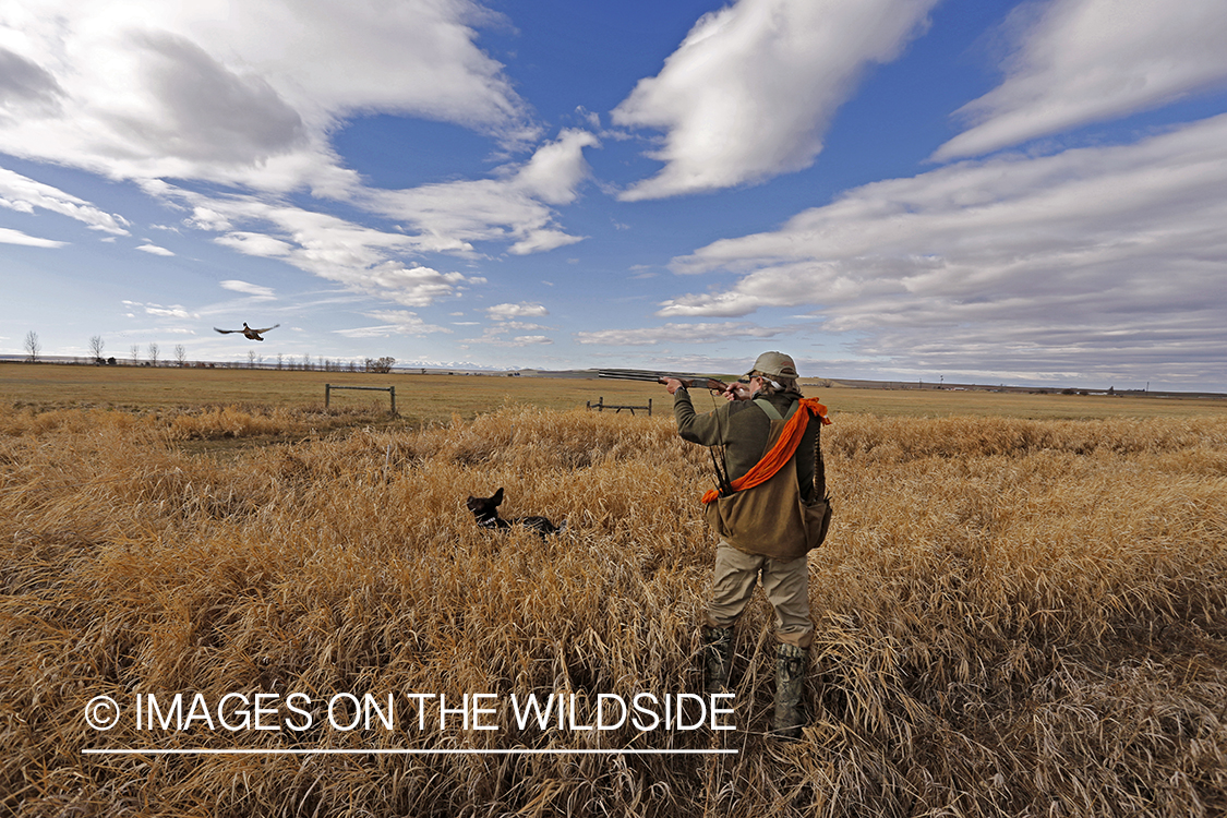 Pheasant hunter shooting at flushed game. 