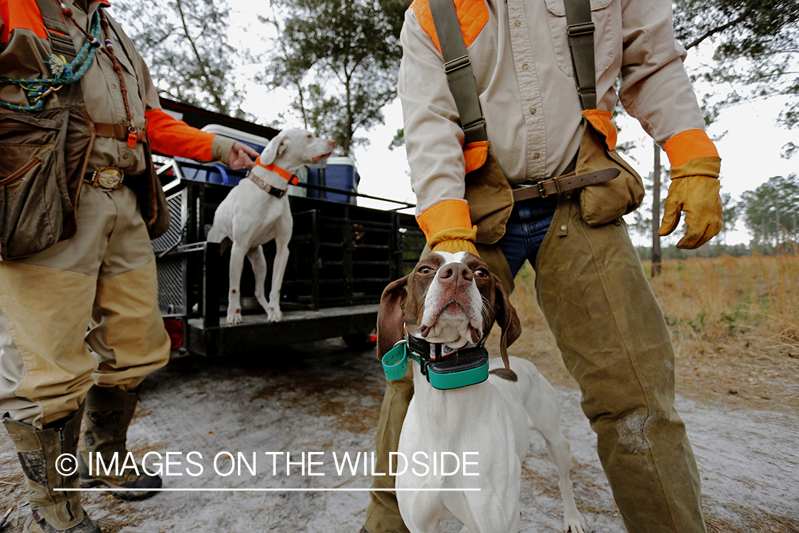 Bobwhite quail hunters in field with english pointers.