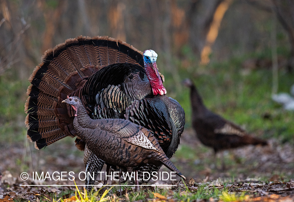 Turkey with decoy.