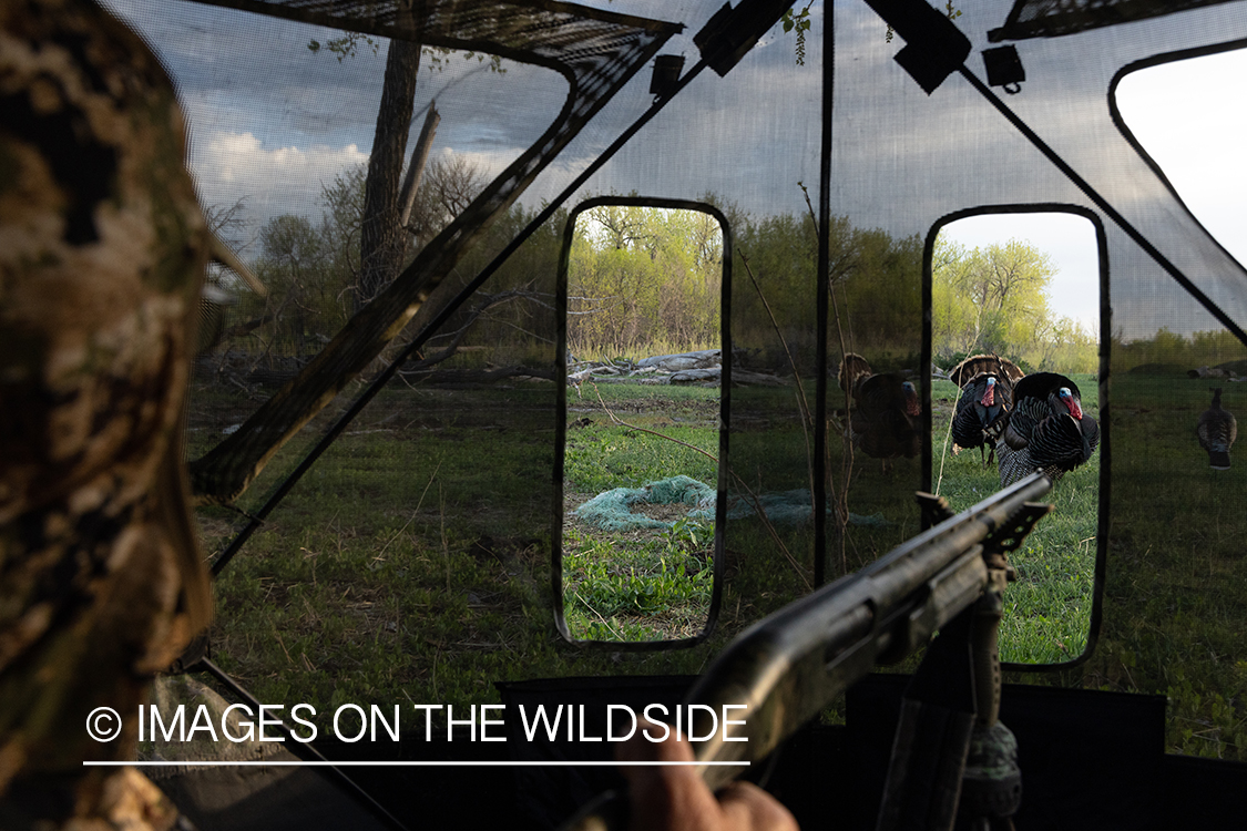 Turkey hunter in blind.