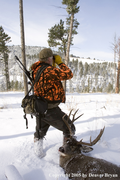 Mule deer hunter glasses woods with downed buck resting on leg.