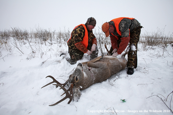 Father and son field dressing out son's white-tail buck 