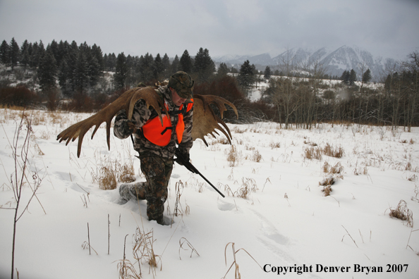 Moose hunter in field