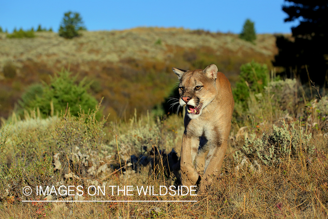 Mountain Lion in habitat.