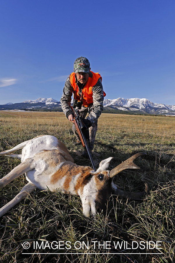 Pronghorn Antelope hunter approaching downed antelope buck. 