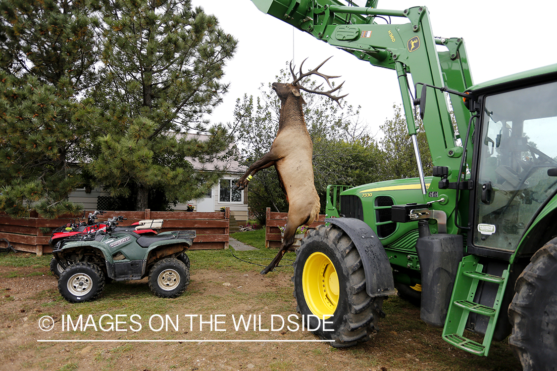 Bagged bull elk suspended from tractor. 