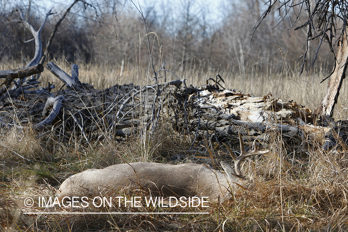 Bagged/downed white-tailed buck in field.