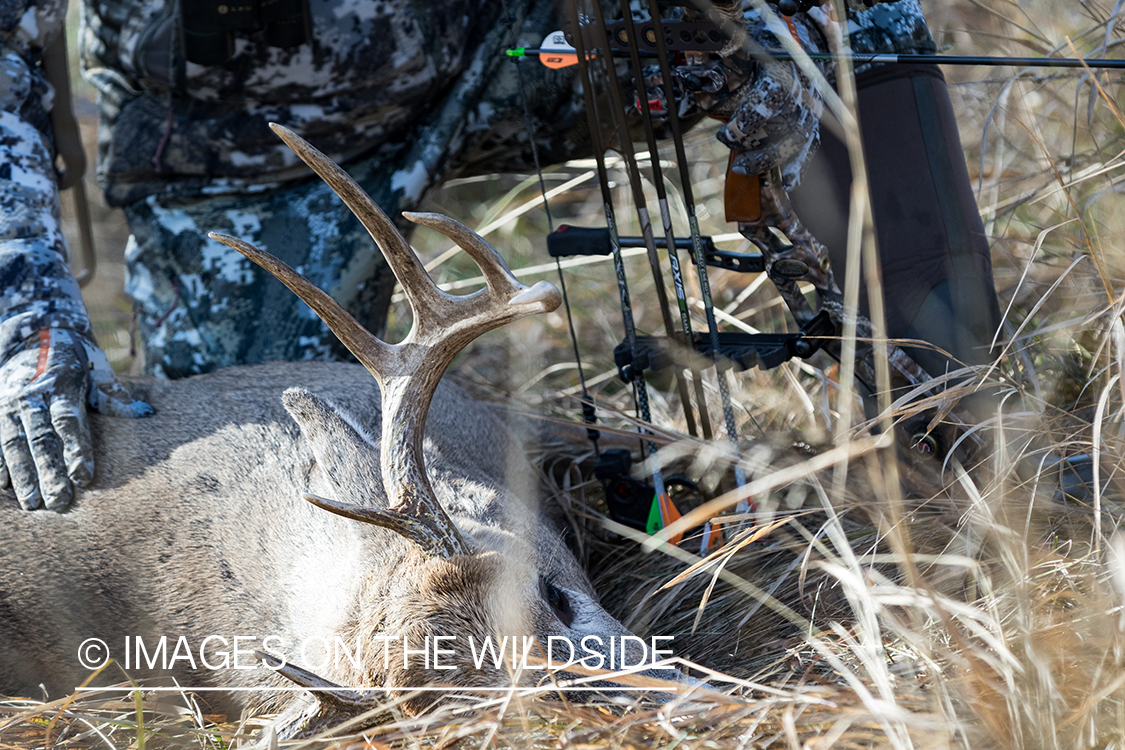 Bow hunter with downed white-tailed deer.