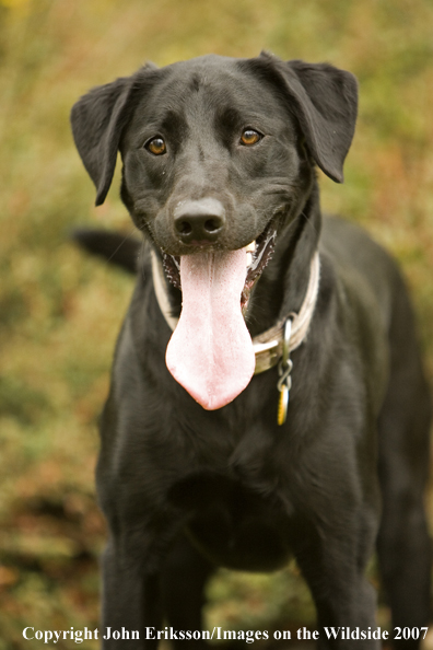 Black Labrador Retriever