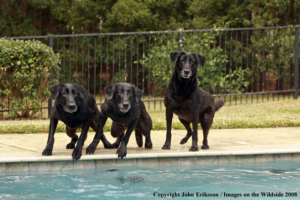 Black Labrador Retrievers in field