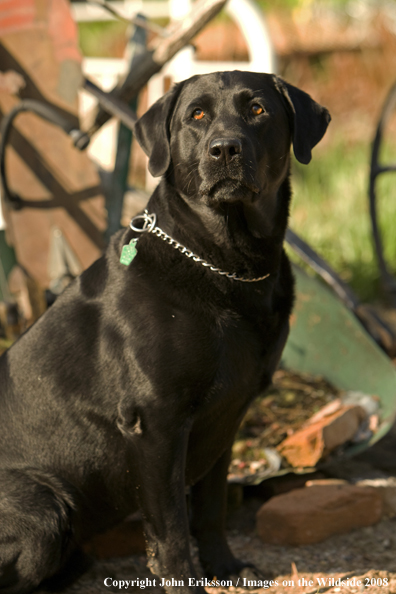 Black Labrador Retriever 