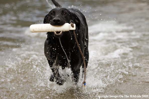 Black Labrador Retriever