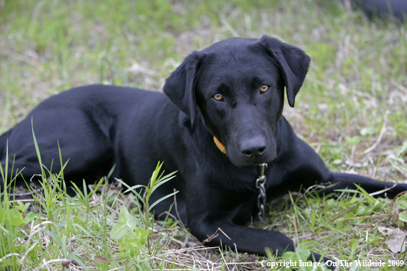 Black Labrador Retriever in field