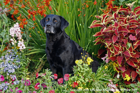 Black Labrador Retriever