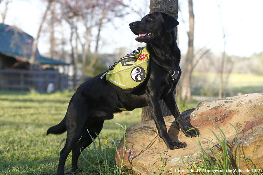 Black Labrador Retriver with Pack. 