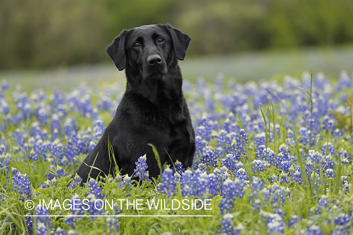 Black Labrador Retriever in field of wildflowers.