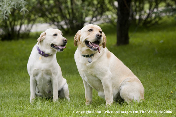 Yellow Labrador Retrievers.