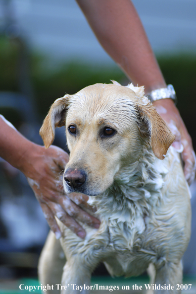 Yellow Labrador Retriever