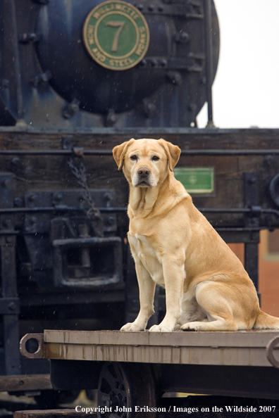 Yellow Labrador Retriever in field