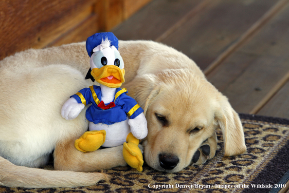 Yellow Labrador Retriever Puppy with toy