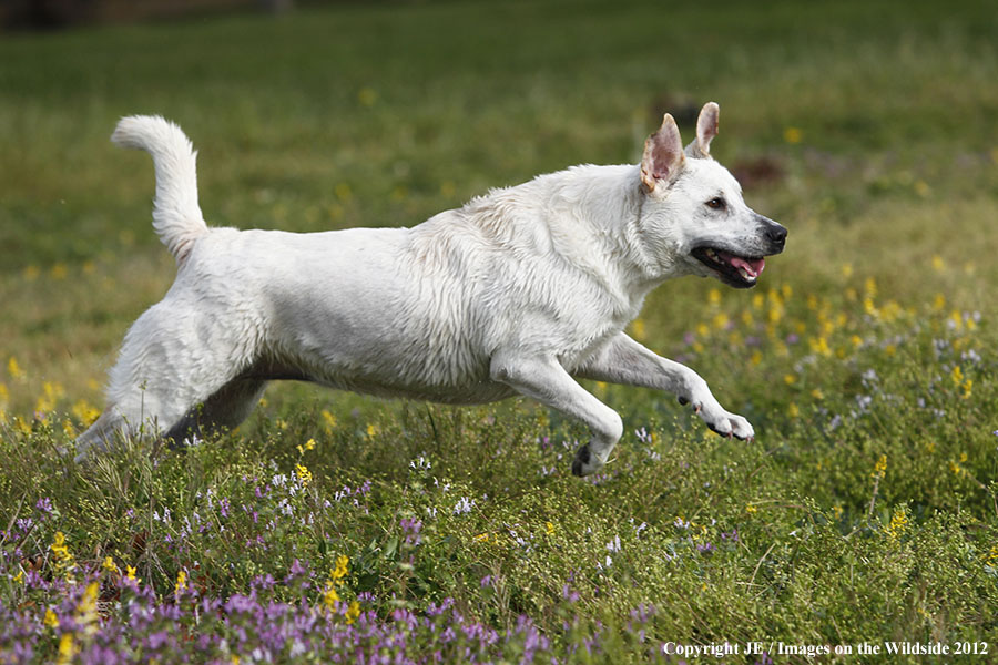 Yellow Labrador Retriever Runnning.