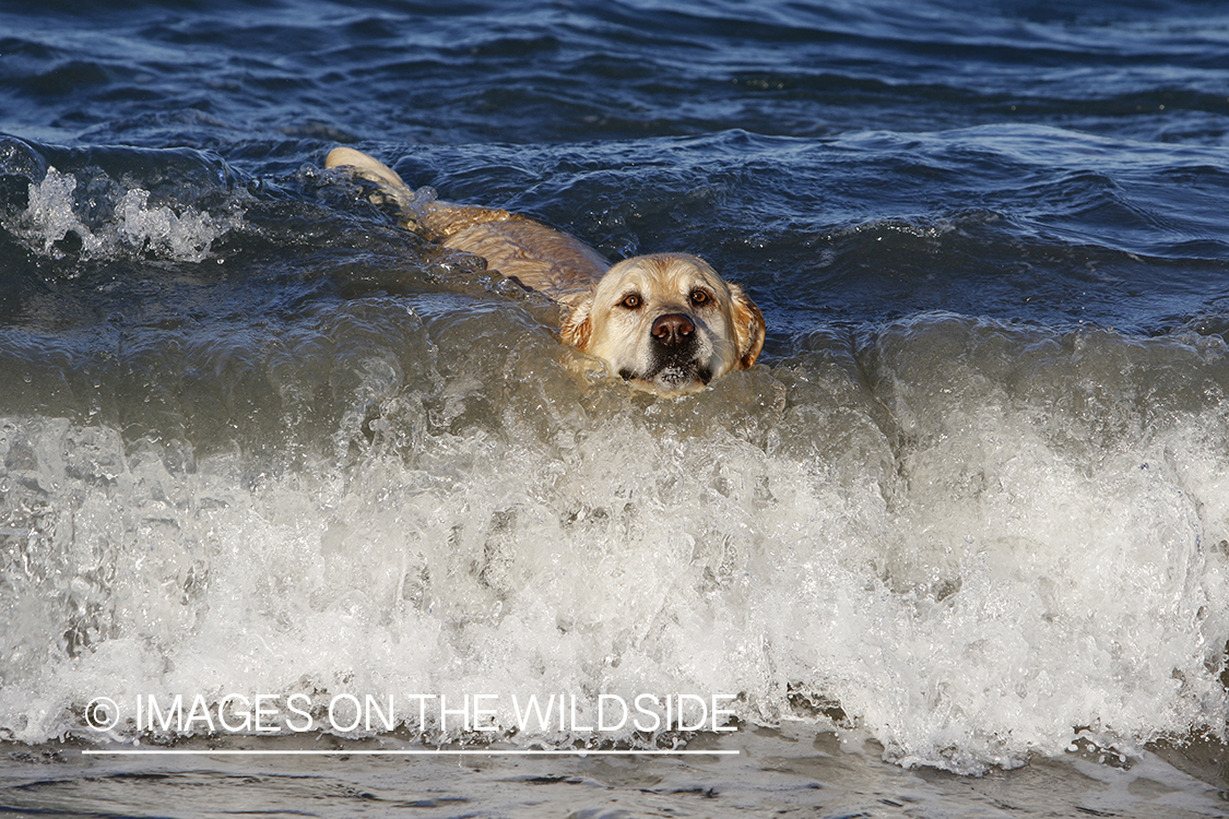 Yellow lab playing in the ocean.