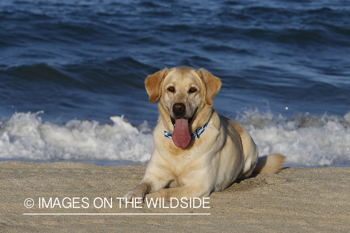 Yellow lab in front of ocean.