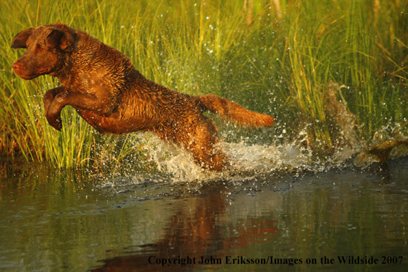 Chesapeake Bay Retriever in field