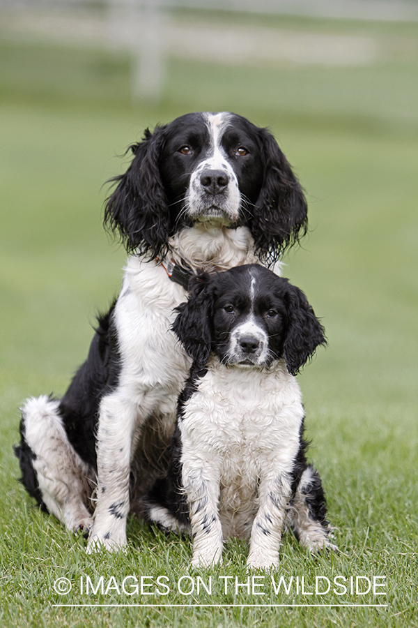 English Springer Spaniel with puppy.