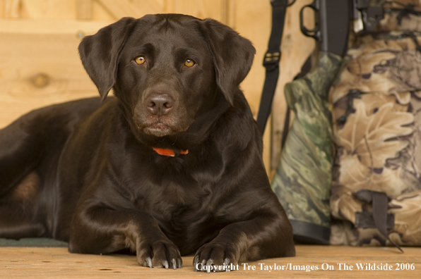 Chocolate Labrador Retriever with hunting gear.