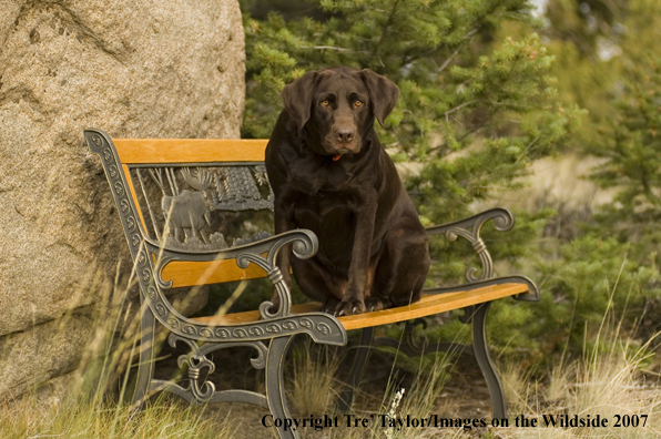 Chocolate labrador lounging.