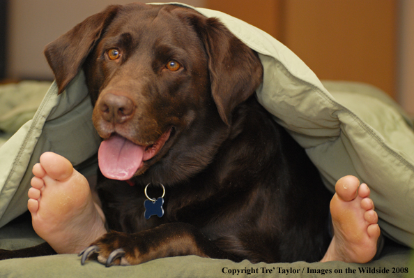 Chocolate Labrador Retriever