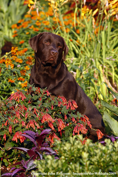 Chocolate Labrador Retriever 