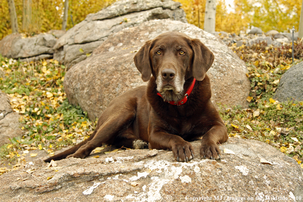 Chocolate Labrador Retriever