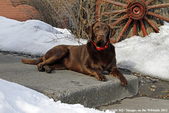 Chocolate Labrador Retriever.