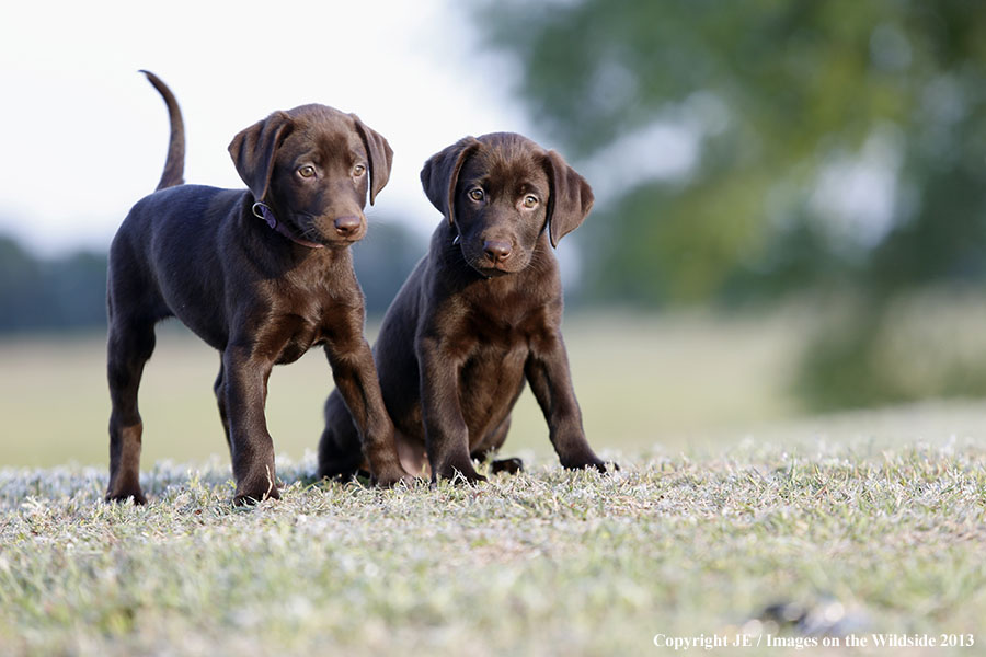 Chocolate Labrador Retriever puppies