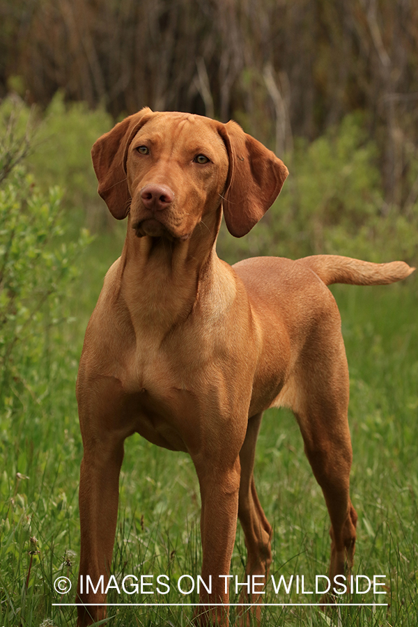 Vizsla in field.