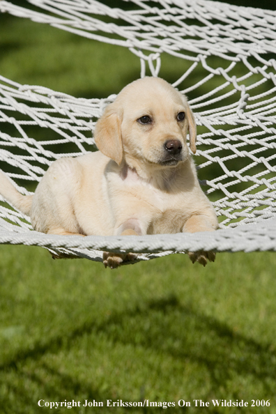 Yellow Labrador Retriever puppy.