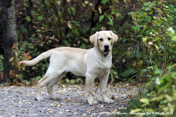 Yellow Labrador Retriever Puppy