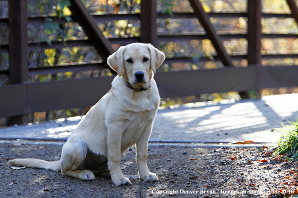 Yellow Labrador Retriever puppy