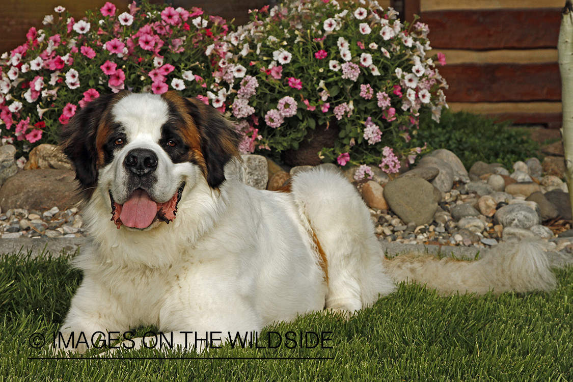 St. Bernard