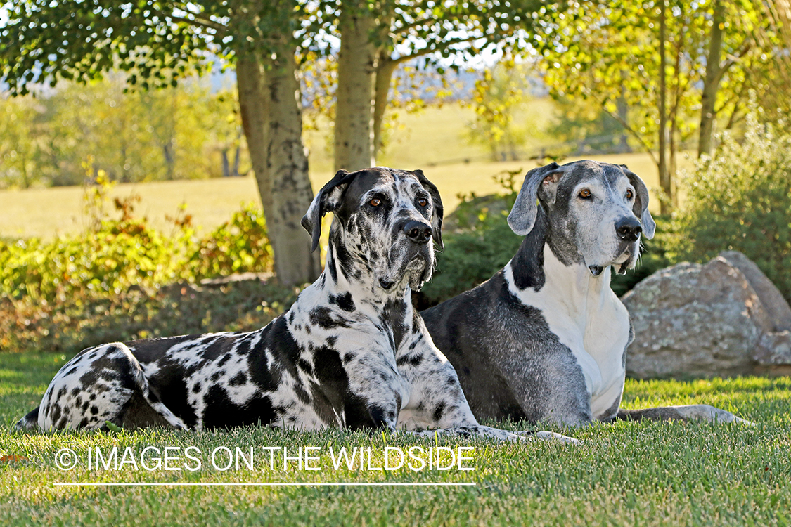 Great Danes in grass.