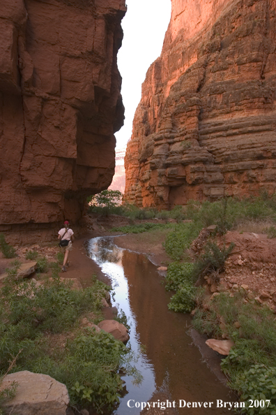 Hiker exploring feeder stream of the Colorado River.  Grand Canyon.